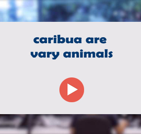 caribua are vary animals