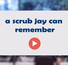 a scrub jay can remember