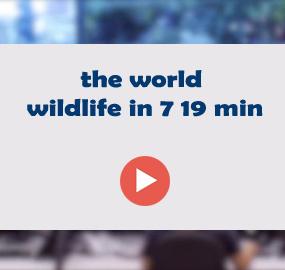 the world wildlife in 7 19 min