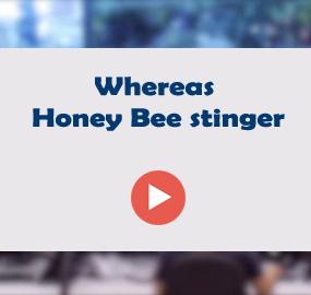 Whereas Honey Bee stinger